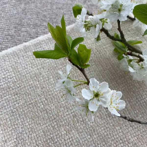 Chennai | Horseradish & Ammonite