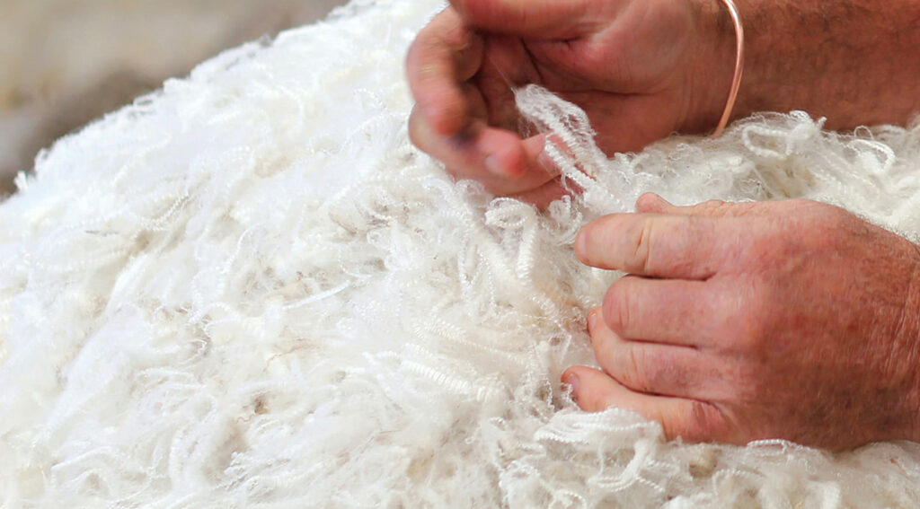 Pure wool from Best Wool being sorted.