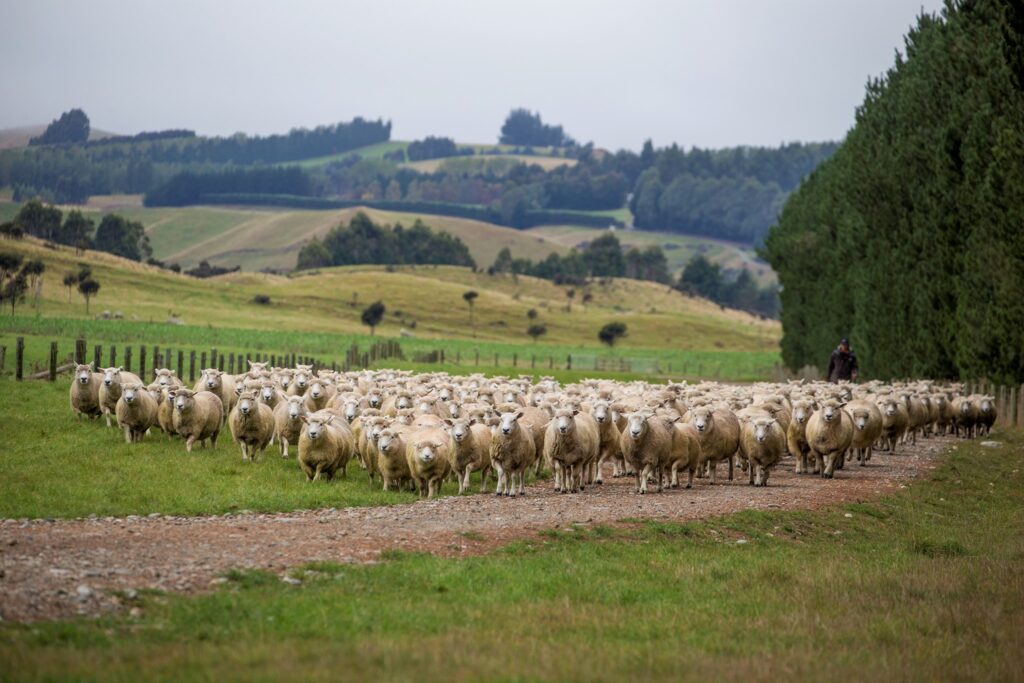 Herd of New Zealand sheep.